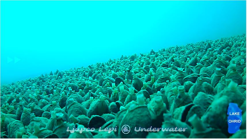 OhridSOS's tweet photo. #Nature is all those things you never could have imagined right before your eyes...

#SaveLakeOhrid https://t.co/bFJq3adK4V