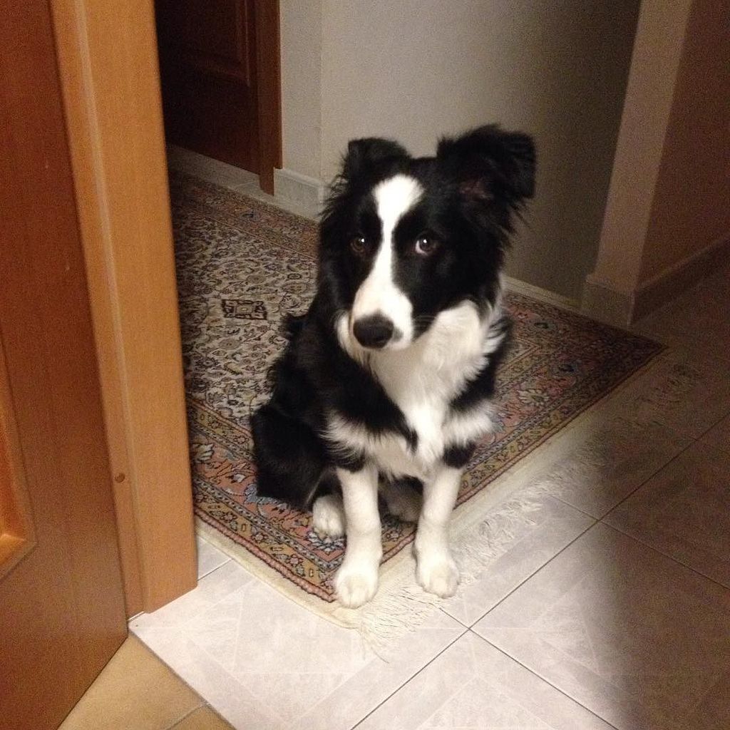 Rocky_Border's tweet photo. What a face! https://t.co/d7qlaNG3t6