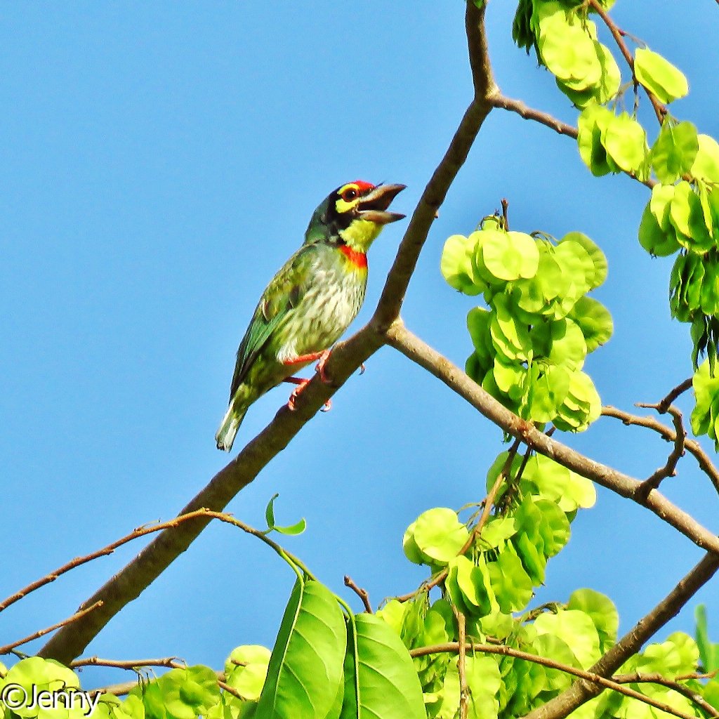 @IUCNAsia @orientbirdclub @Avibase #CoppersmithBarbet in Ahmedabad #BirdsofGujarat #BirdsofIndia