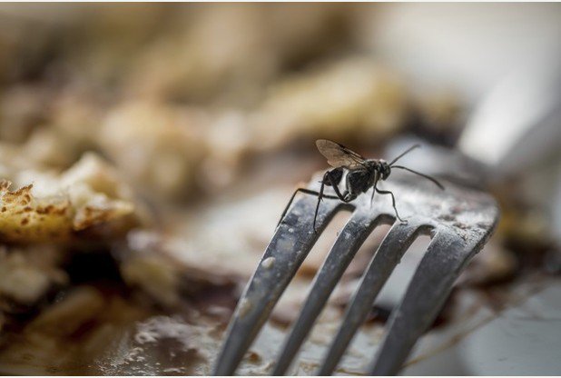 Sotlive's tweet photo. FOOD HYGIENE: Check the latest reports before you eat out or grab a takeaway this weekend! https://t.co/YAwLaYWuCt https://t.co/NAzUKCr2EH