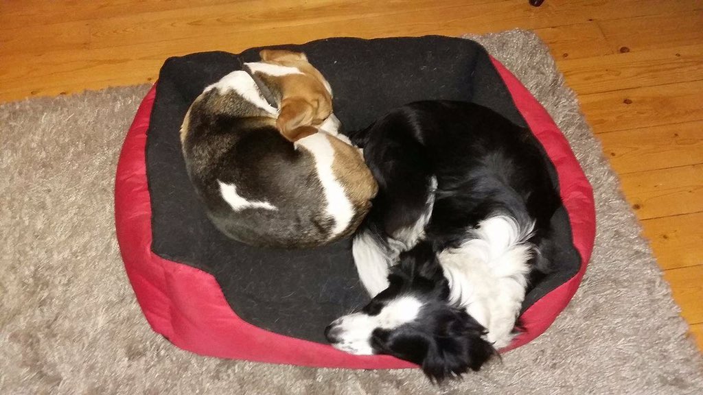 There's room in here for me too! #beagle #beagles #pals