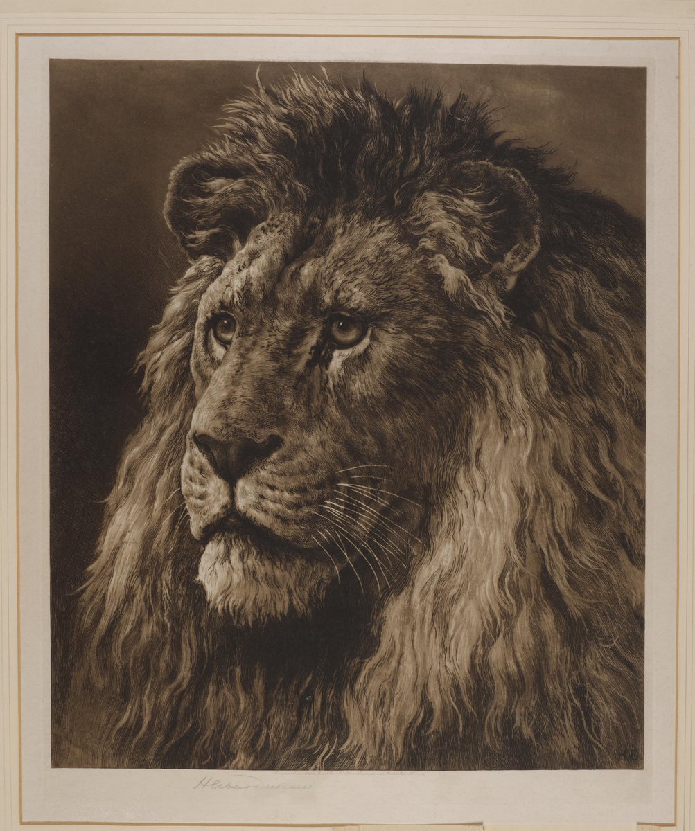 AmandaStucklin's tweet photo. Big cats celebrated in forthcoming selling exhibition of powerful etchings by artist Herbert Dicksee @decorativefair https://t.co/wDuS5rNoDg