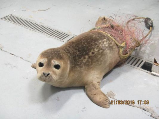 Seasaver's tweet photo. Harbor seal pup rescued from fishing net entanglement by @RvrhdFoundation is our Ocean Pic of Week. #overfishing https://t.co/2ByScAmav2
