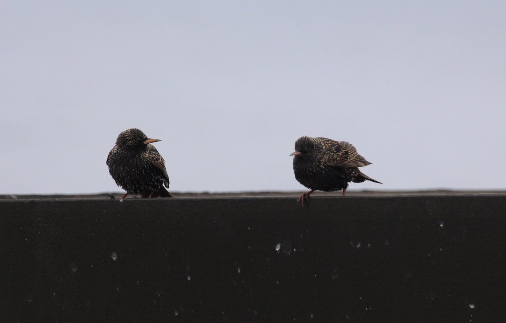 nialltkeogh's tweet photo. Starlings keeping warm, gathered together around the funnels of #RVCelticExplorer #BWAS16 #migration https://t.co/1DIBlAKmoz