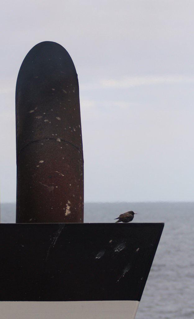 nialltkeogh's tweet photo. Starlings keeping warm, gathered together around the funnels of #RVCelticExplorer #BWAS16 #migration https://t.co/1DIBlAKmoz