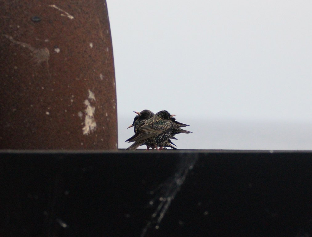 nialltkeogh's tweet photo. Starlings keeping warm, gathered together around the funnels of #RVCelticExplorer #BWAS16 #migration https://t.co/1DIBlAKmoz