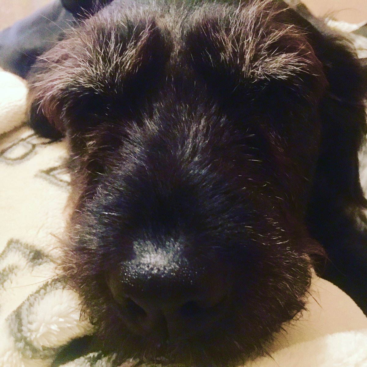 CentralBarkNE's tweet photo. It's #goodfriday! The dogs have enjoyed a bit of a #lieinn https://t.co/YCnUexEtew