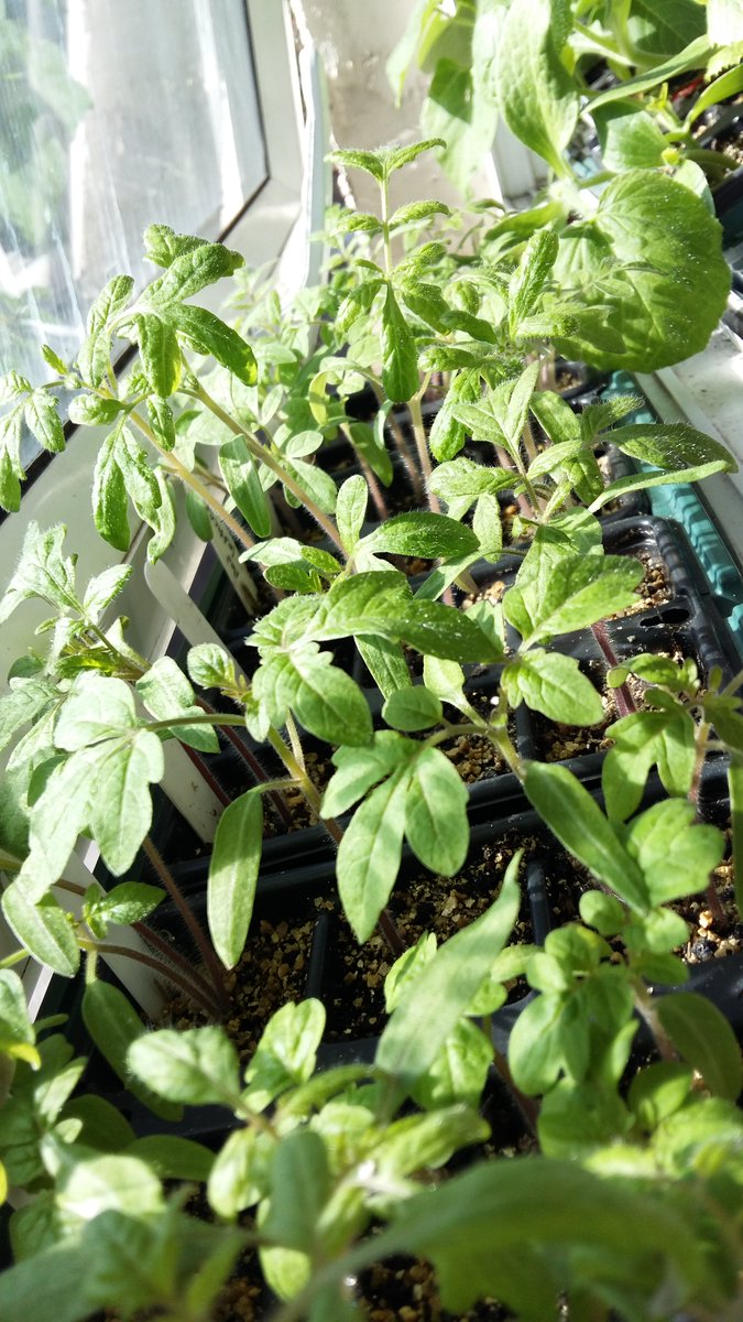 BeMoreSquirrel's tweet photo. Happy #seedlings in the sun on the office window! #CityCrops https://t.co/APQZP30SdQ