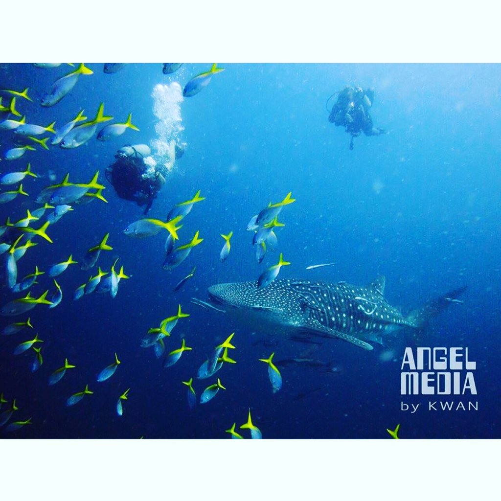 phoenixdivers1's tweet photo. Sail rock this Sunday! #kohtaodiving #ssi #padi https://t.co/8hTC8qkRfD