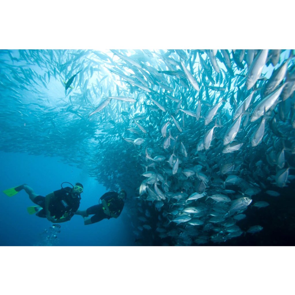 phoenixdivers1's tweet photo. Sail rock this Sunday! #kohtaodiving #ssi #padi https://t.co/8hTC8qkRfD