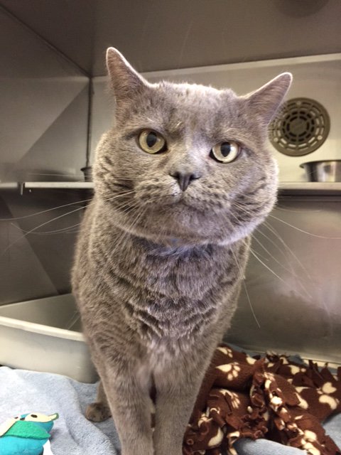 CityMinneapolis's tweet photo. Happy news! Pet of the Week Churchill was adopted from Minneapolis Animal Care and Control https://t.co/9NYGm0TmQg https://t.co/aDucc5wrDV