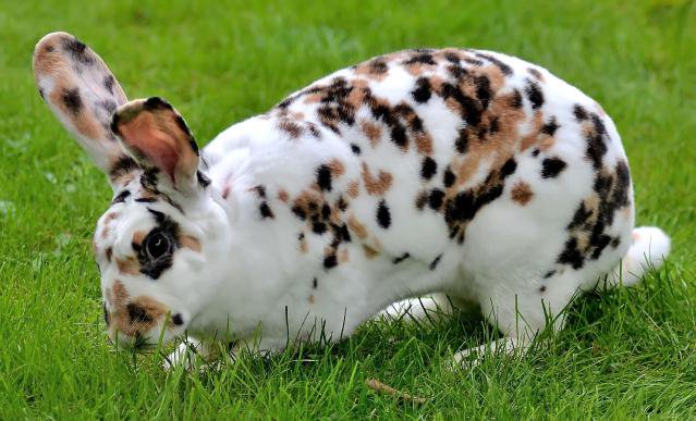 Trebah Garden on Twitter: "Rhinelander rabbits are known for their distinctive facial "butterfly markings"! Hop to Trebah for more bunny facts! https://t.co/13BFCjA32b" / Twitter