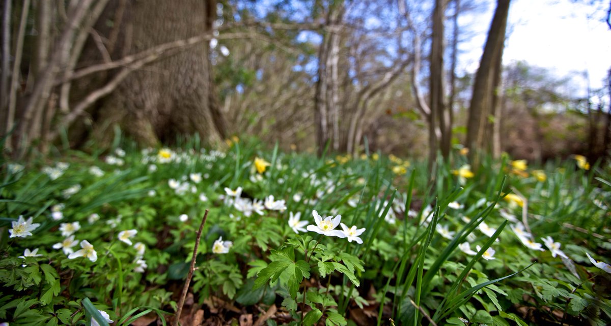 ForestryEngland's tweet photo. Share your spring forest photos with #WakeUpToSpring on @instagram for a chance to win: https://t.co/jvildcy74D https://t.co/FiauYieW8a