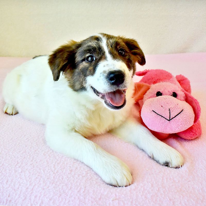 hssv's tweet photo. Molly: 4 m/o puppy never met a stuffed toy she didn't love. Petsmart #MountainView tomm 12-2 https://t.co/TKwqHjpfAe https://t.co/PzRaH1bEPt