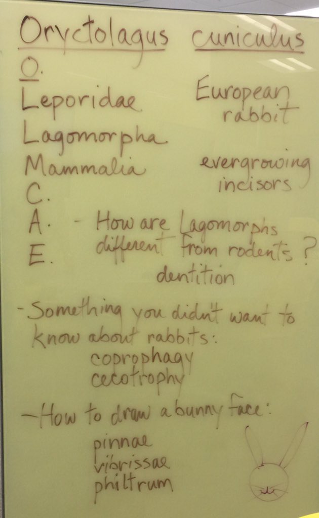 OrgOfTheDay's tweet image. #easterbunny