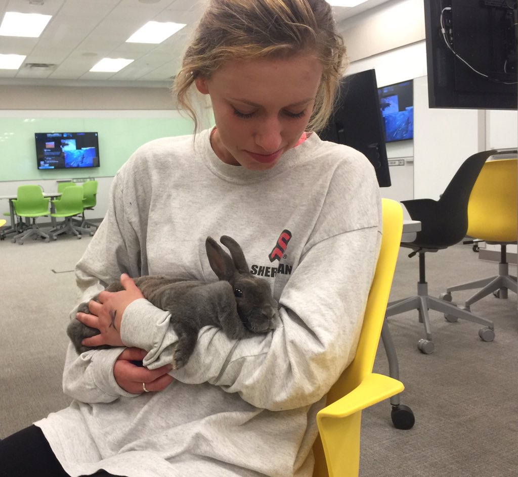 OrgOfTheDay's tweet image. #easterbunny