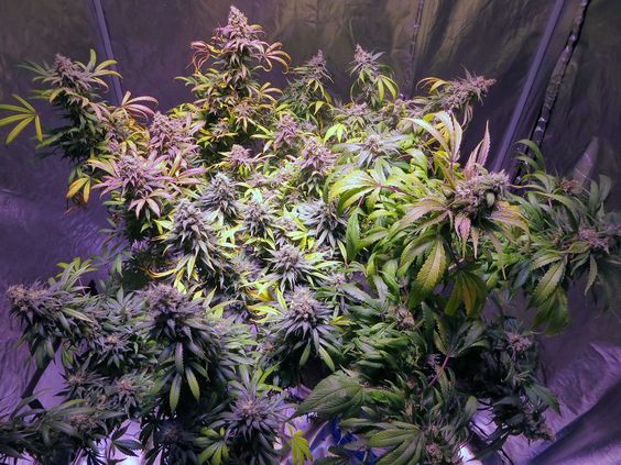 cannabisXLLED's tweet photo. Grow with us!
#CannabisXLLED #GrowWithLED #IndoorGrow #GrowMarijuana #Weedlight #FullSpectrum #Ickysticky #4thmagi https://t.co/fsbKLJz90u