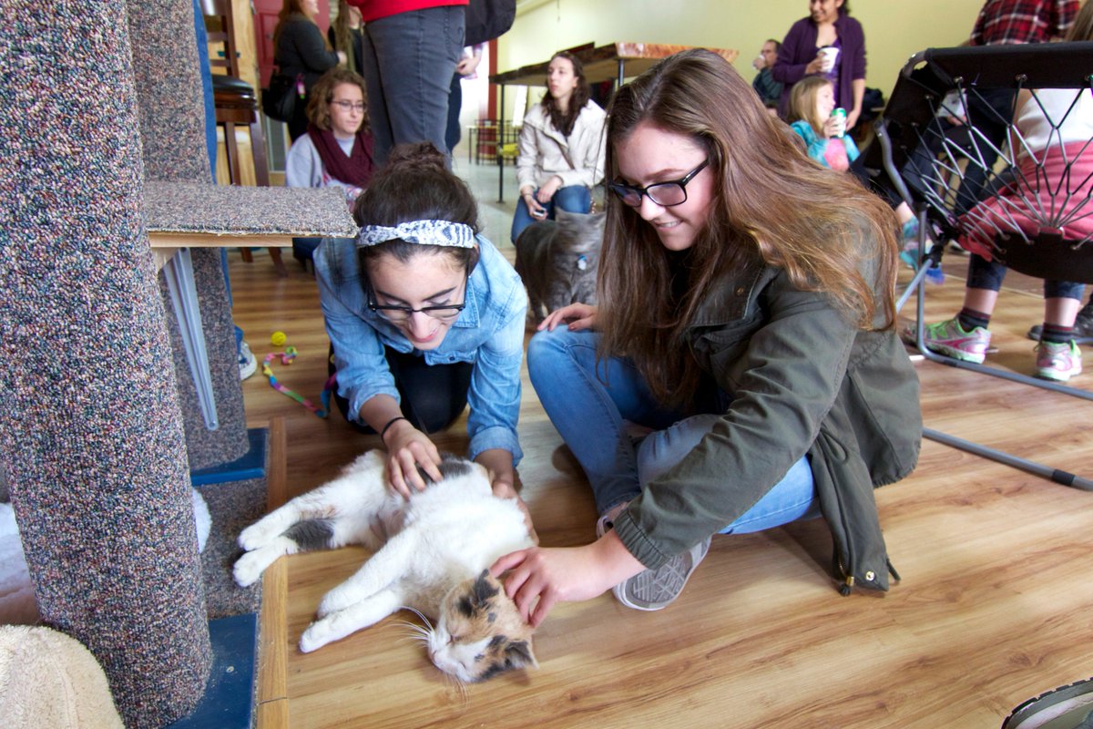 madcommons's tweet photo. .@CatCafeMad opens; a few cats worked the room while others were shy, via @sjtsang #TheGrid https://t.co/28yhdvhzhW https://t.co/siIOG0jrWr