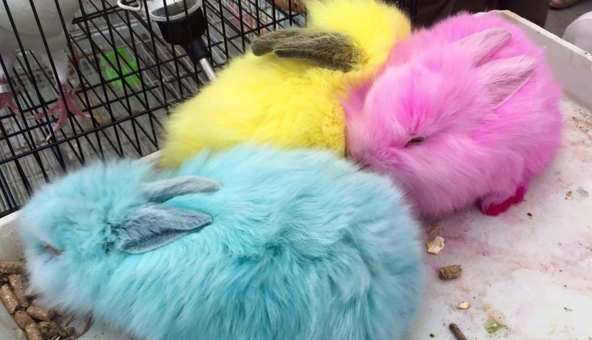 dodo's tweet image. Here's your pre-Easter reminder: the last thing your kid needs is a real bunny. thedo.do/1S8IX6E