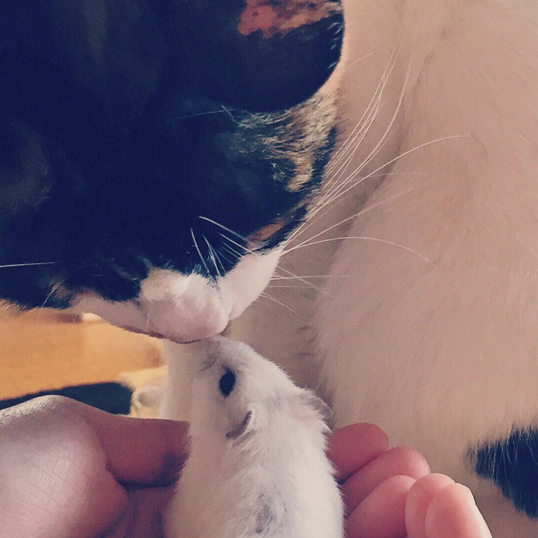 umino_ashita's tweet photo. 種を超えて世界中が愛で溢れますように、願いを込めて・・・

❤️❤️❤️❤️❤️❤️❤️❤️😬😬

Love&amp;Peace 

#love #peace https://t.co/aftO5SrfG2