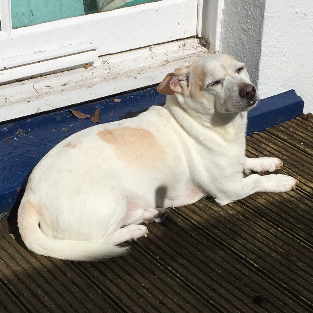 BrixhamJRTs's tweet photo. First rays of sun on my bench this year and I have them and they're all MINE!
#SpikeTheJRT https://t.co/pZea5nQbO6