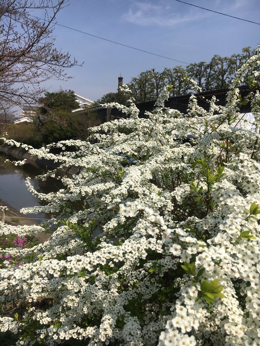 assam_h's tweet image. 伏見は雪やなぎ♪