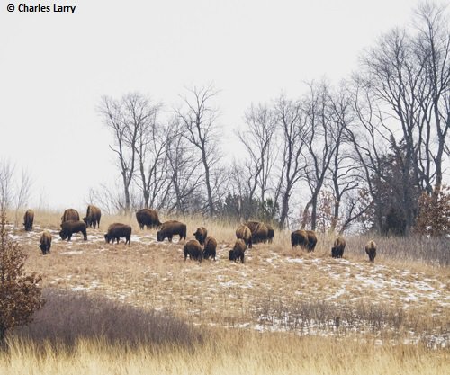Nature_IL's tweet image. How will climate change impact bison? bit.ly/1SYcSU0  via @nature_brains