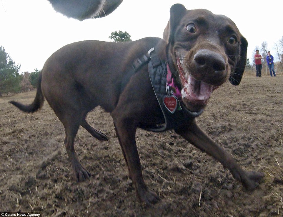 DailyMailPics's tweet photo. Someone attached a GoPro to their dog and the results are perfect https://t.co/4WeHIIatS1 https://t.co/nxrYwmBxcu