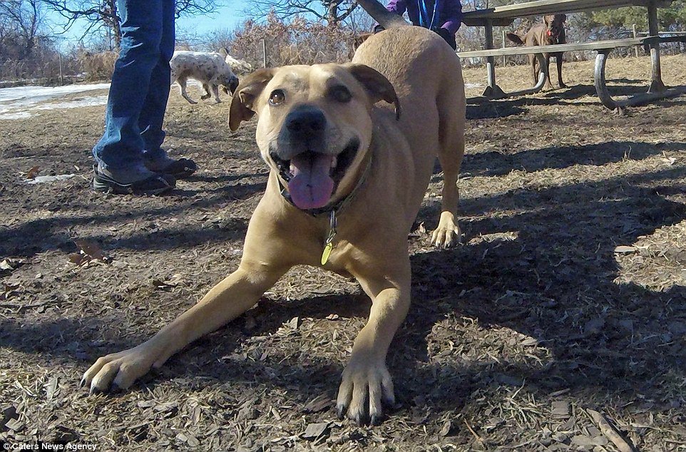 DailyMailPics's tweet photo. Someone attached a GoPro to their dog and the results are perfect https://t.co/4WeHIIatS1 https://t.co/nxrYwmBxcu