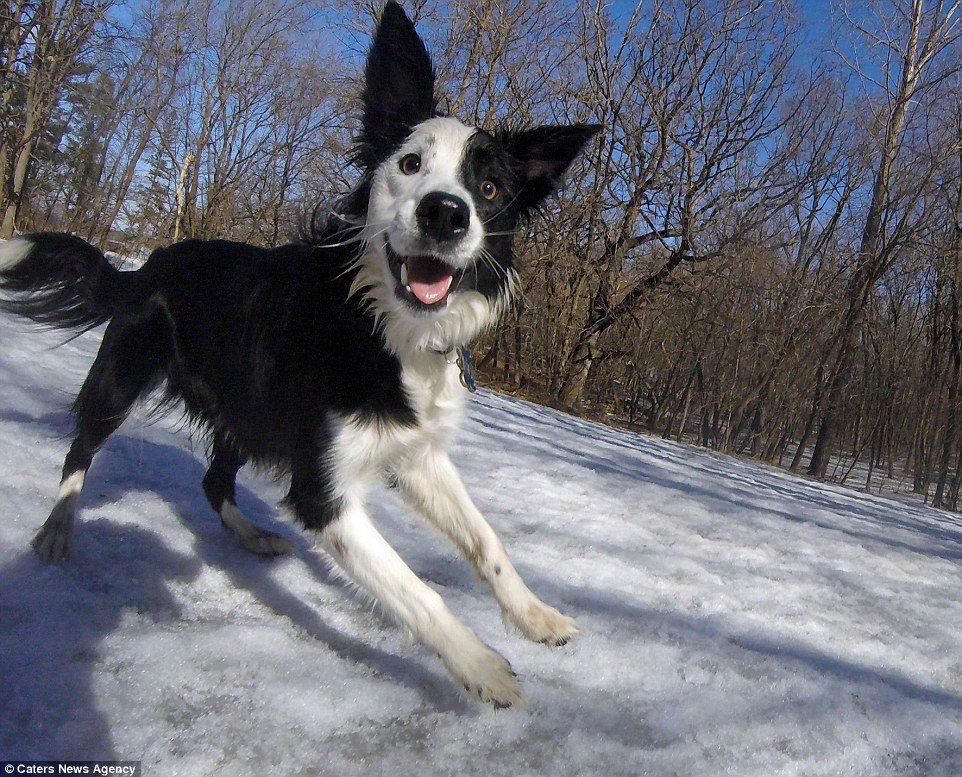 DailyMailPics's tweet photo. Someone attached a GoPro to their dog and the results are perfect https://t.co/4WeHIIatS1 https://t.co/nxrYwmBxcu