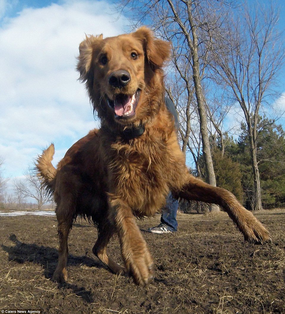 DailyMailPics's tweet photo. Someone attached a GoPro to their dog and the results are perfect https://t.co/4WeHIIatS1 https://t.co/nxrYwmBxcu