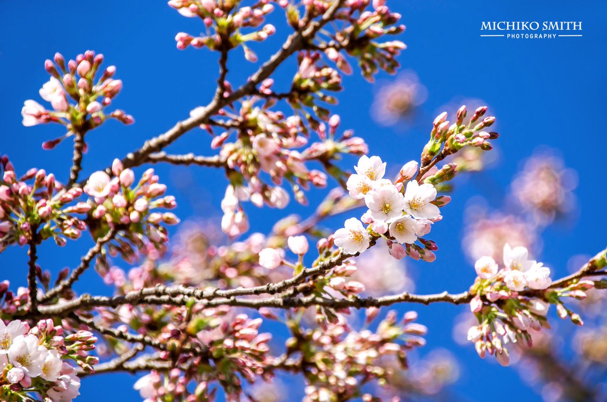 Michiko_Smith's tweet photo. @Yorkshire_IP @Yorkshire_Life @Welcome2Yorks @NorthernLifeMag #Spring has sprung in #Normanton, #Wakefield. https://t.co/1CU02VJJdh