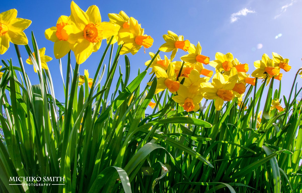 <a href="/Yorkshire_IP/">Yorkshire In Photos</a> <a href="/Yorkshire_Life/">Yorkshire Life</a> <a href="/Welcome2Yorks/">Welcome to Yorkshire</a> <a href="/NorthernLifeMag/">Northern Life</a> #Spring has sprung in #Normanton, #Wakefield.