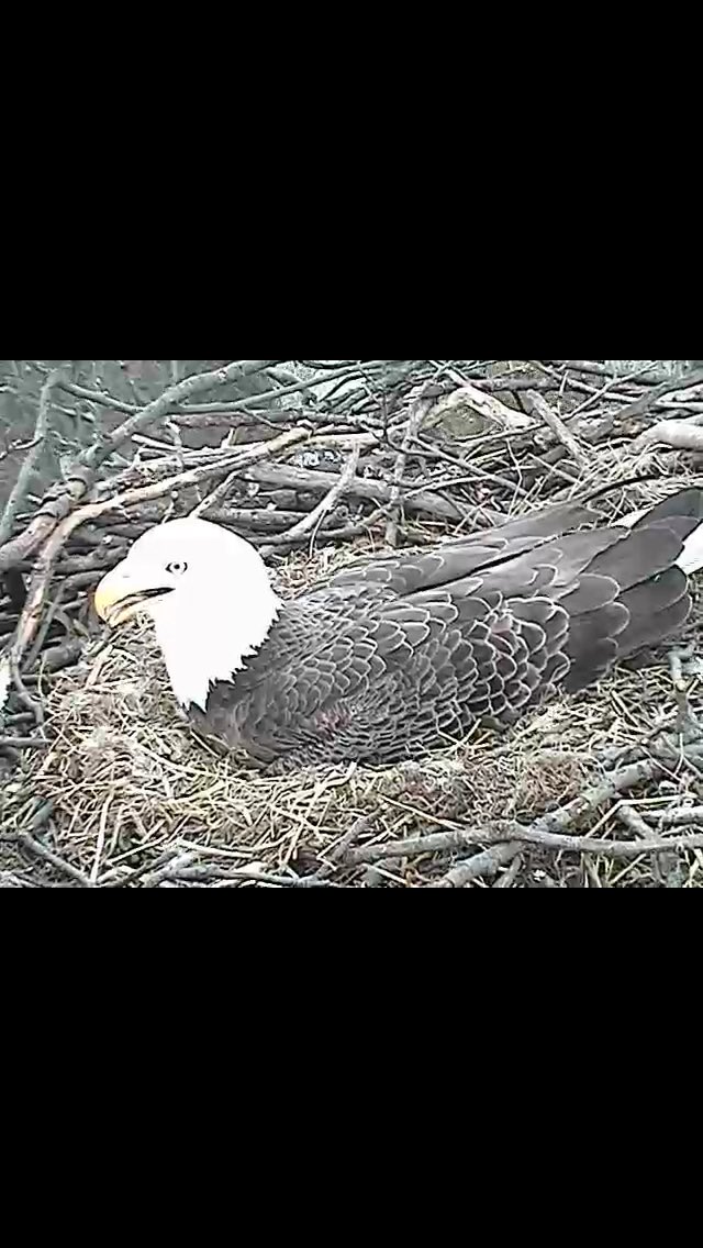 EmMasters's tweet photo. One eaglet is on its way! #chirp #chirp #bethedaBaldEagle #earthcorp https://t.co/ER12886r8n https://t.co/zkxHQEC02F