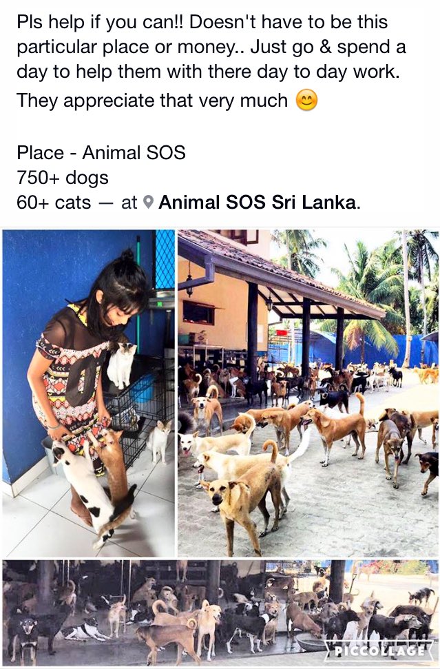 BuduMalli's tweet photo. Help them if you can....#AnimalLover #EPFS #SriLanka 🐱🐈🐶🐕🐩 https://t.co/kkOwADIT2R