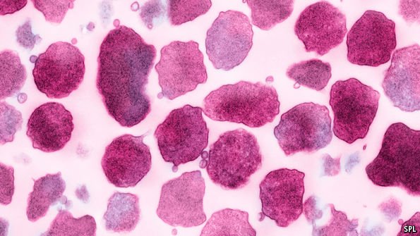 TheEconomist's tweet image. What is the smallest number of genes that a living organism can get away with? econ.st/1Mofk4W