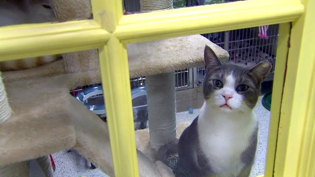 CityNewsTO's tweet photo. Meet Buddy, a playful, friendly 3-yr-old cat looking for a forever home @torontocatrescu https://t.co/tqyZJBD1Sn https://t.co/EjOMme3peH