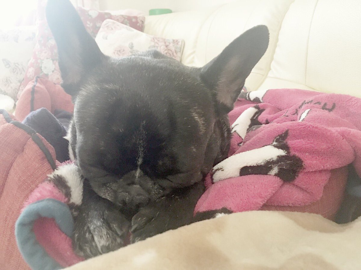クーとコニーの日常 フレンチブルドッグ 寝るクーとコニー 寝顔も可愛いでしょ ブーブー言ってますよ笑 T Co Pw5xeeamib