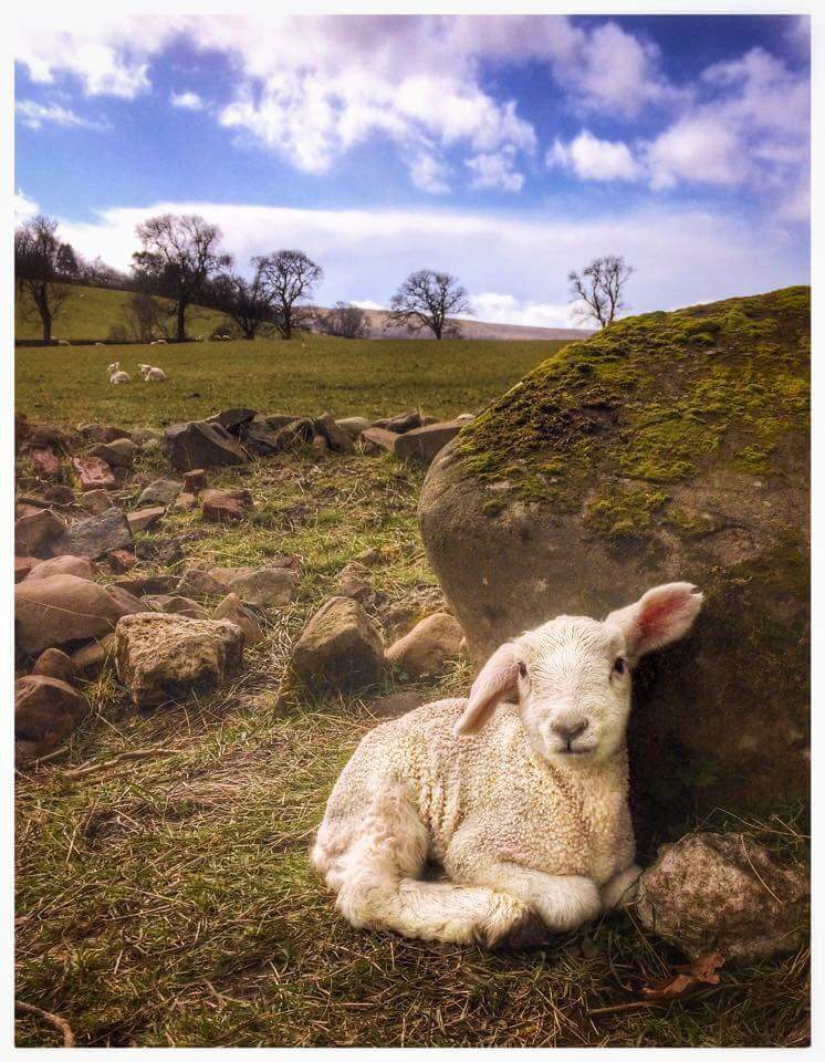 Have a Blessed Good Friday &amp; Happy Easter Weekend! 🐇🐣💕

Photo: Spring Lamb in Cambusbarron.