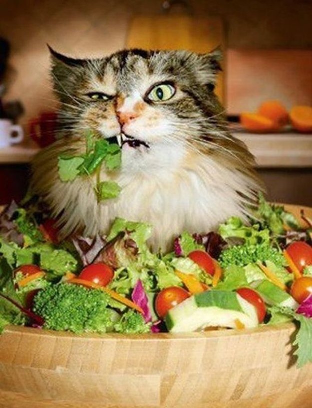 EastownVet's tweet photo. We will be closed between 12:30 and 1:30 for lunch today. (Image via @BuzzFeed. https://t.co/9osdmVSTus