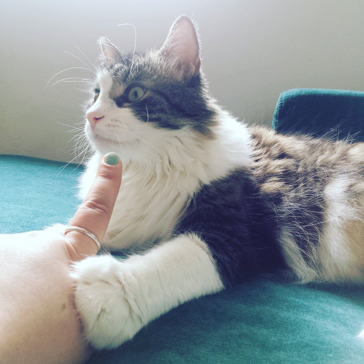 frau__karl's tweet image. #nexttry