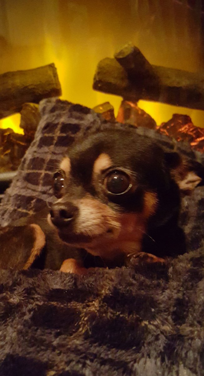 Chef Petrozza tweet media