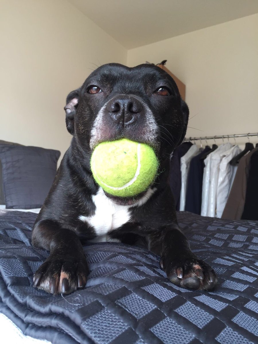 mollydogwindow1's tweet photo. Happy Easter everyone, hope you all have a lovely time with whom ever you chose to spend it with xxx #dogsoftwitter https://t.co/AYTLNpi1ua