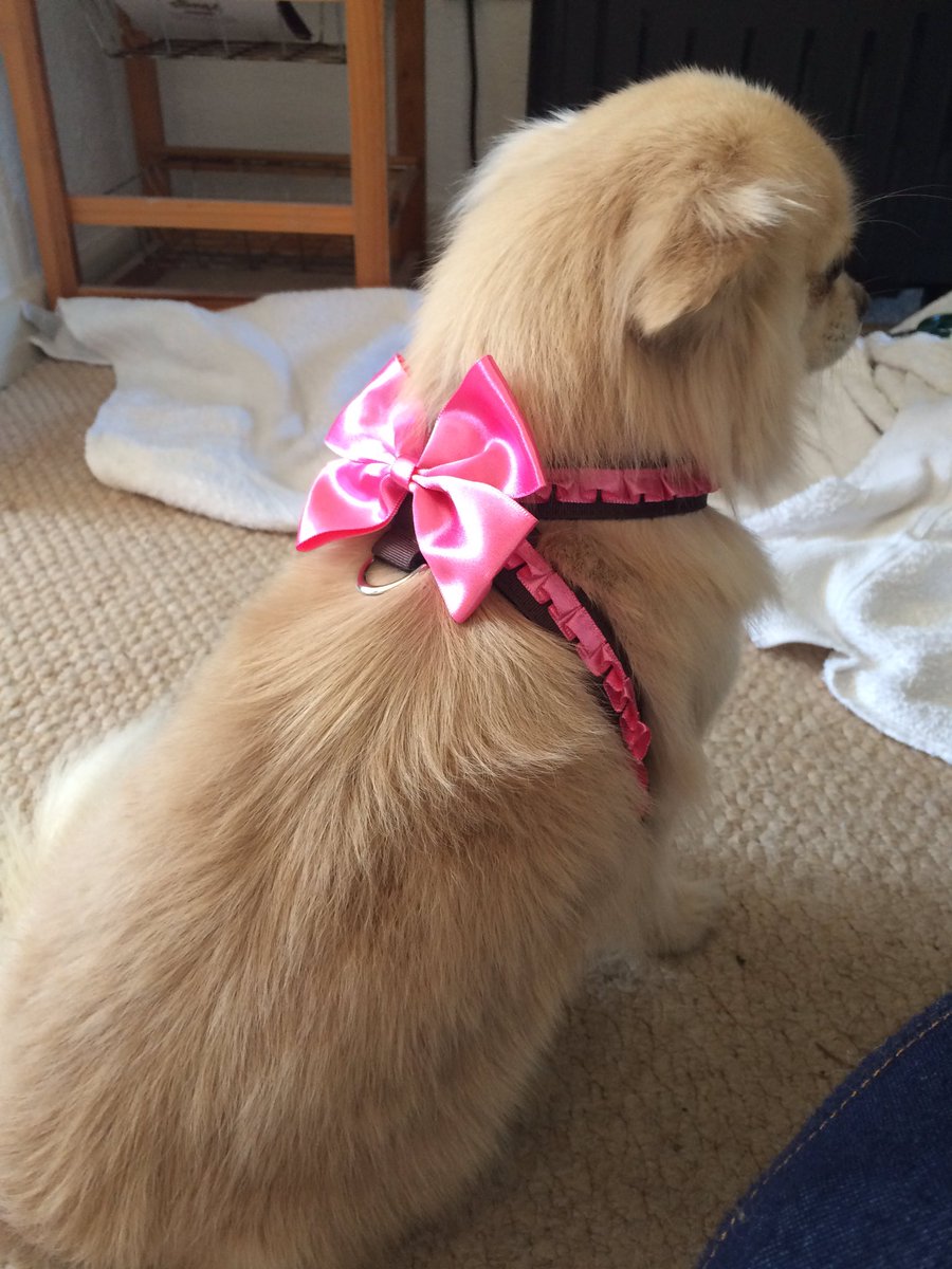 ChihuahuaMagMay's tweet photo. 🎀 https://t.co/5fEbrqzZiE