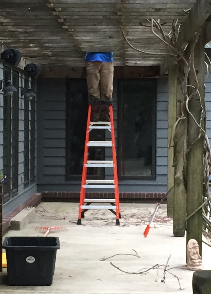 SpottsGardens's tweet image. Amy M is prone to disappearing into wisteria arbors with her pruners. #SpringPruning