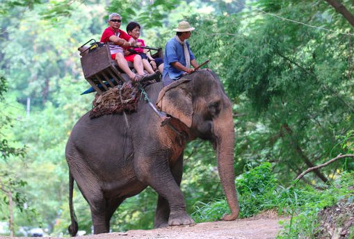 vatebalader's tweet photo. Maltraitance animale : les dix attractions touristiques les plus cruelles https://t.co/FVWj7oi7JE via @lemondefr https://t.co/bzazXIt4Gp