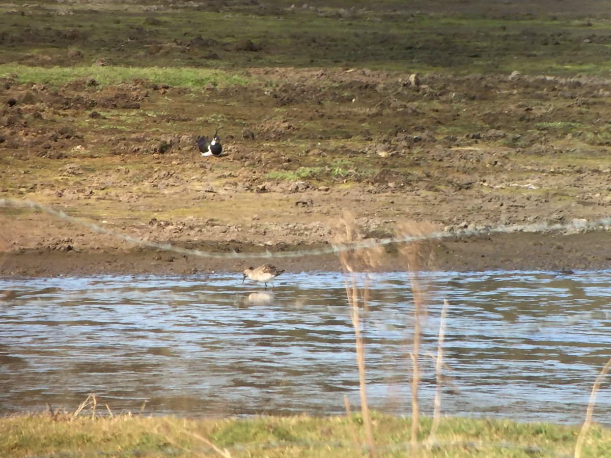 daveliverbirder's tweet photo. Another check of CLP and 5 Goldies, 5 Ruff #migration #PWC2015 https://t.co/4exPe8bS3R