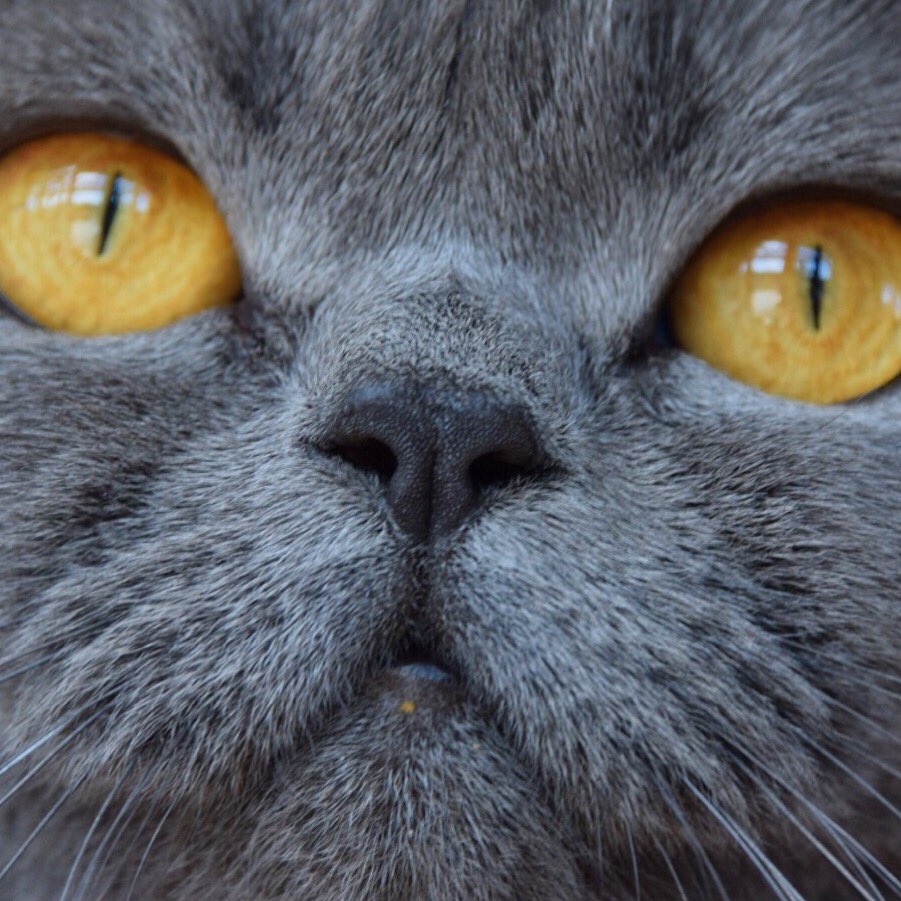 PijuiSilver's tweet photo. Mum says I have a cute nose 👃🏻 https://t.co/eCQ1BcvnFh