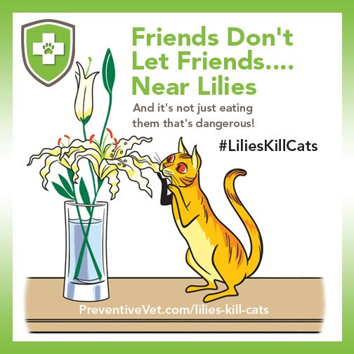It's #GoodFriday if you've got #cats, please do NOT bring home #EasterLilies from church! #LiliesKillCats Pls RT