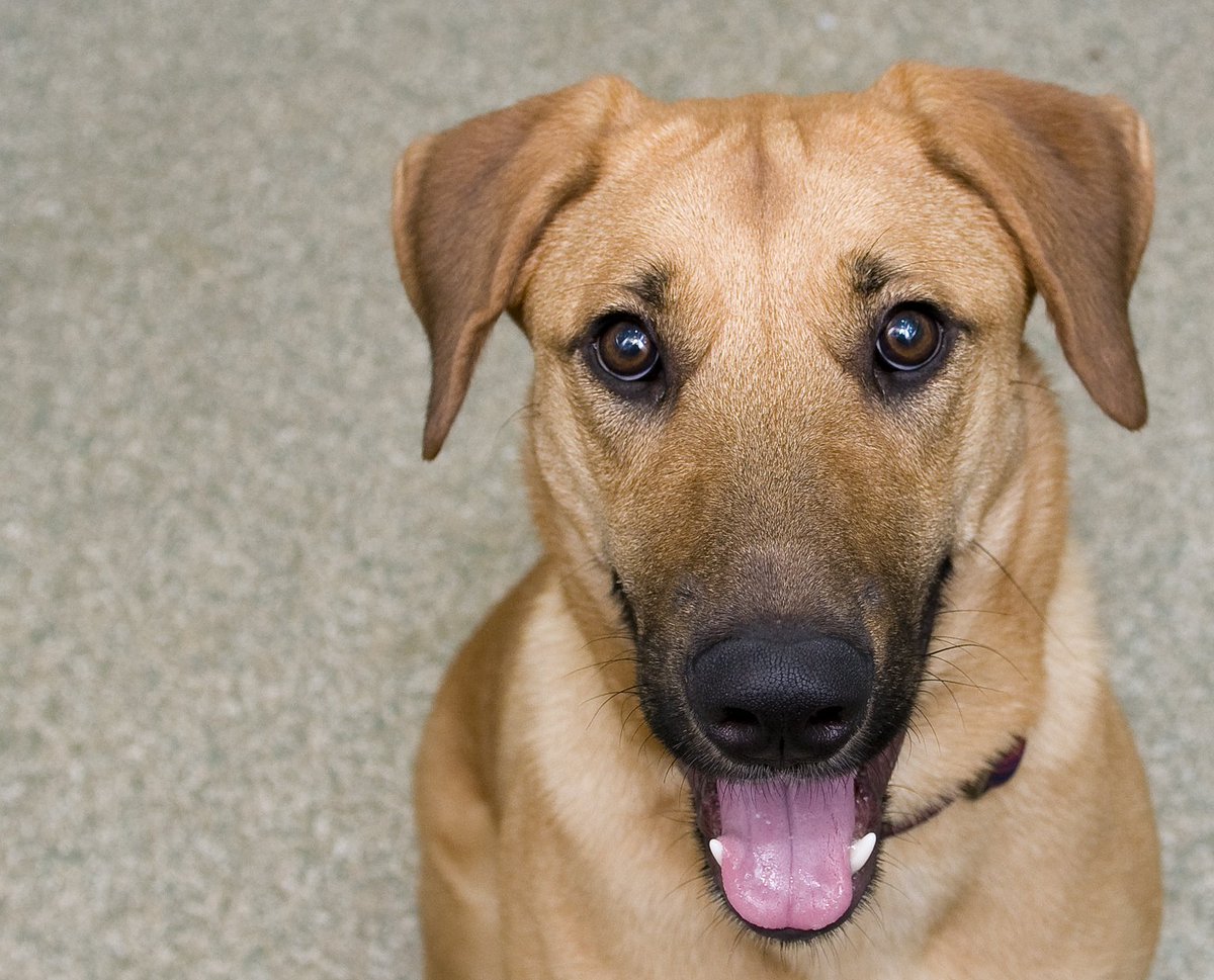 HumaneRescue's tweet photo. #Chesnut has big brown eyes &amp; is waiting for you at Oglethrope. https://t.co/J9gS30m4Rq #AdoptWHS #AdoptWARL https://t.co/O6CJh6E829